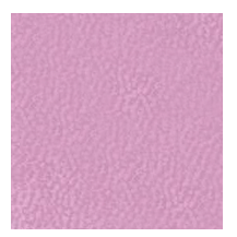 LAVANDA